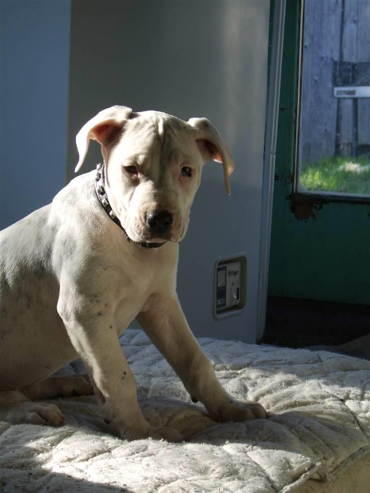 Blanding af racer Amira *R.I.P.* billede 16