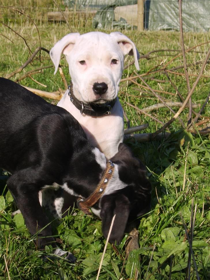 Blanding af racer Amira *R.I.P.* billede 17