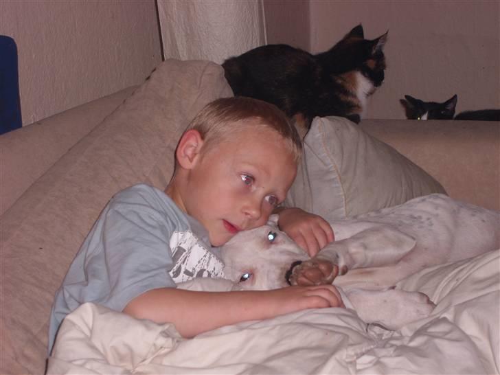 Blanding af racer Amira *R.I.P.* - Mmm, hvor vi dog bare hygger os sammen, og jeg får lov til at putte i sofaen, hvor er jeg dog bare heldig (: billede 18