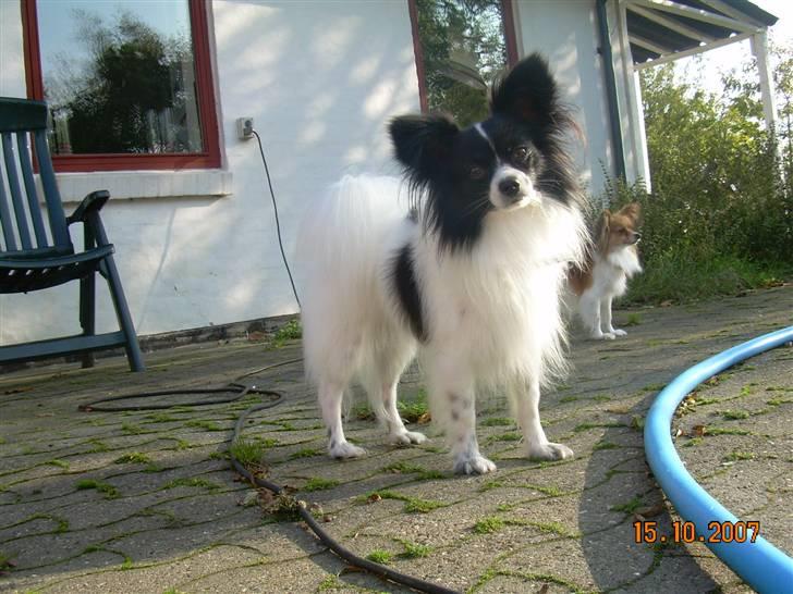 Papillon Quinto (forældres) billede 14