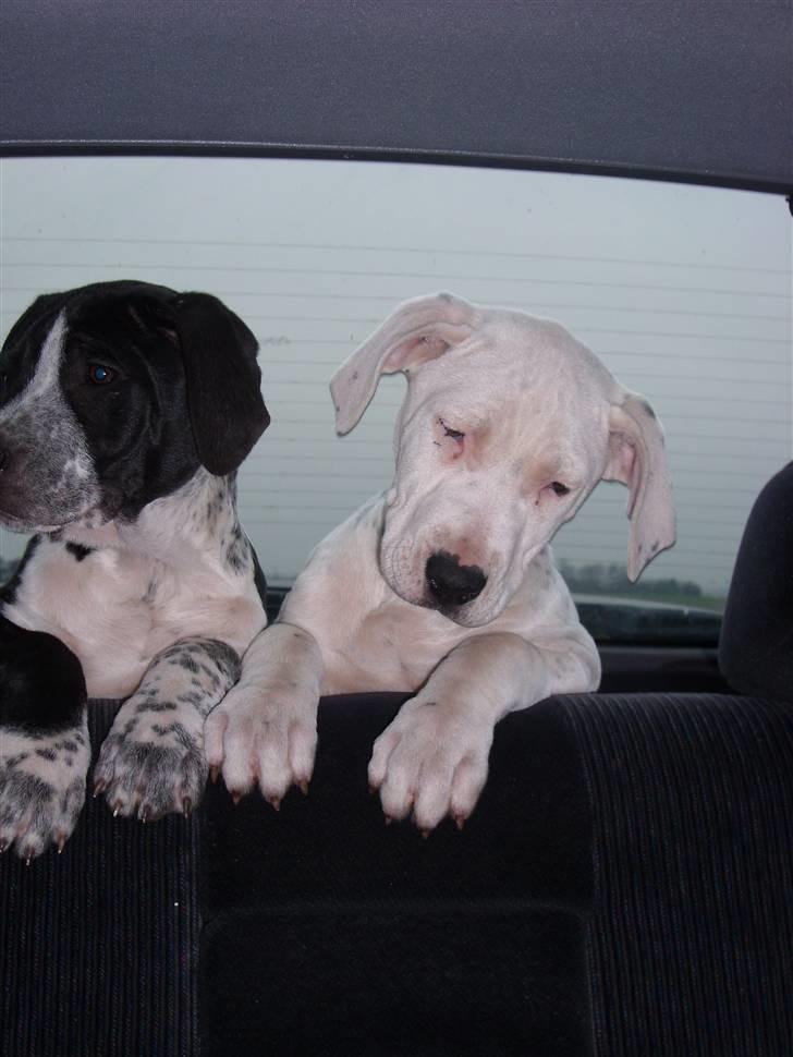 Blanding af racer Amira *R.I.P.* - Vi er lige ude og køre, det er vel nok hyggeligt (: billede 19