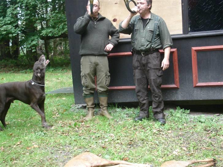 Korthåret hønsehund Rico R.I.P. billede 15