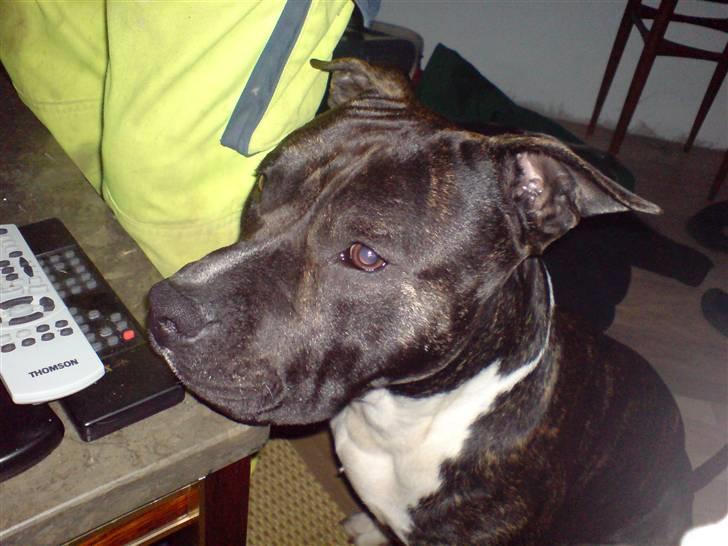 Amerikansk staffordshire terrier Rocky - Her er han meget Nysgerrig :) billede 1