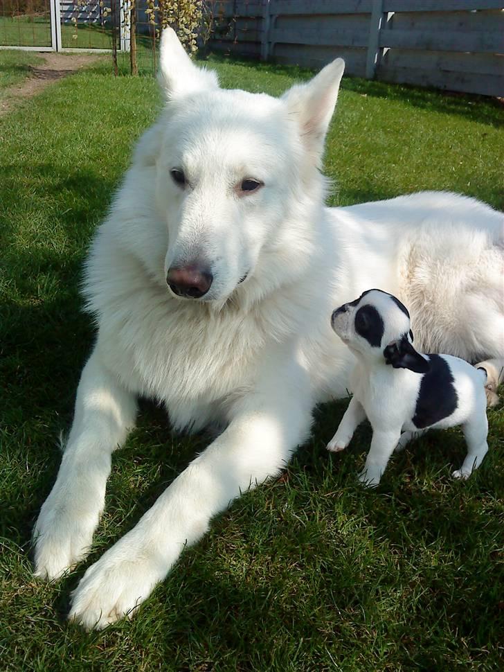Hvid schæfer Echo Alba - vi har fået familieforøgelse - verdens lækreste lille franske bulldog Daisy.... og de er allerede bedste venner ;-) billede 1