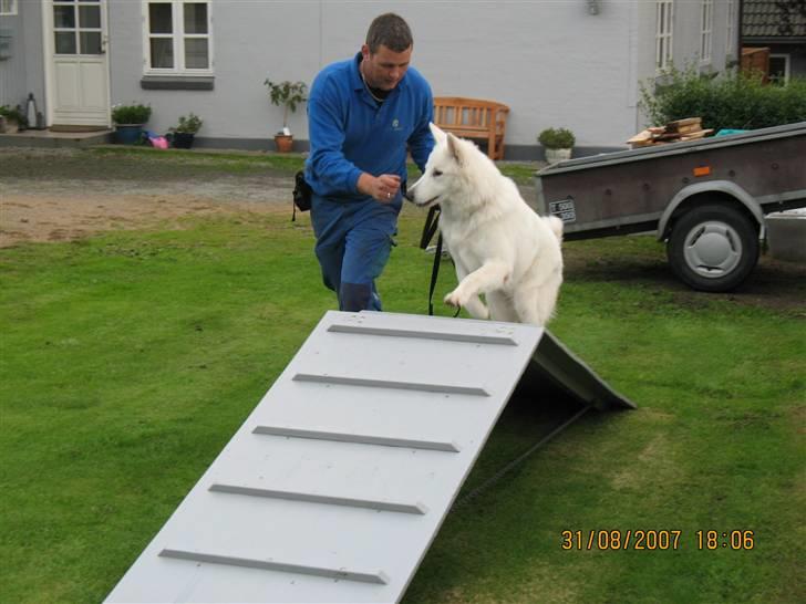 Hvid schæfer Echo Alba - her er et af mine yndlingslegetøj - som min far selv har bygget til mig.. billede 3