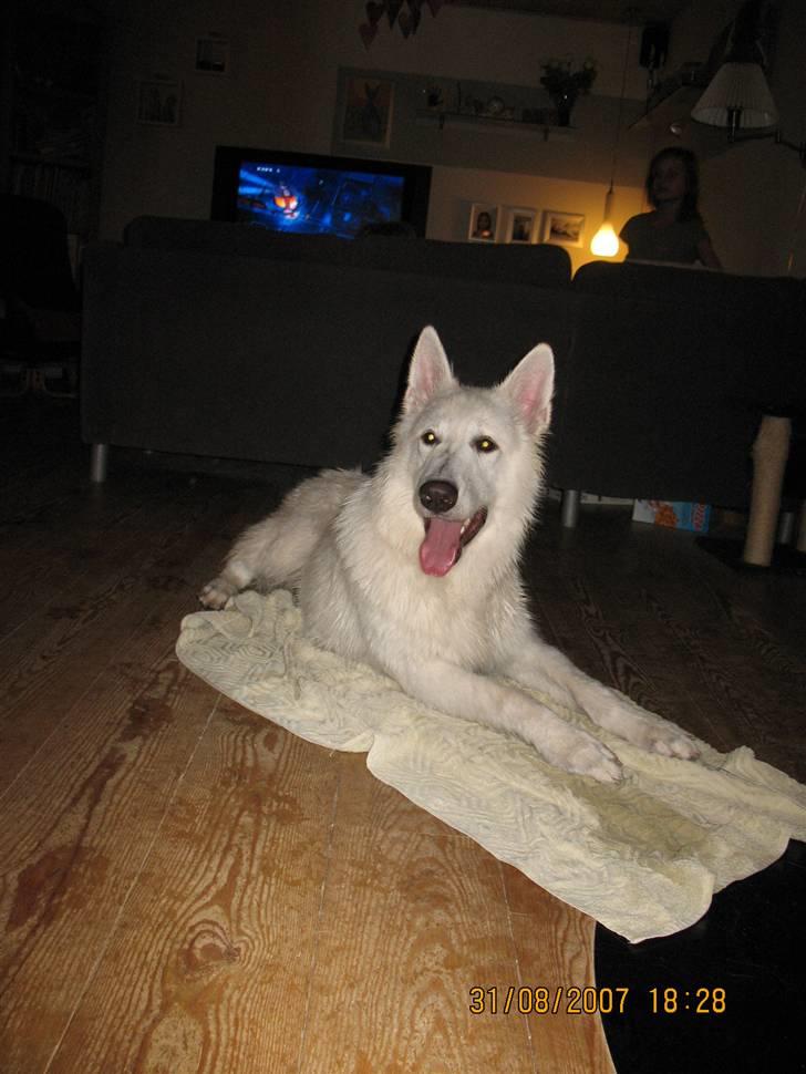 Hvid schæfer Echo Alba - ... og se lige hvor lækker man er nu, efter man er blevet tørret godt ... ;-) billede 5