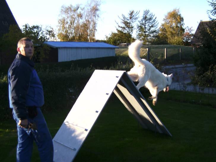 Hvid schæfer Echo Alba - juhuuu... legetime.... billede 6