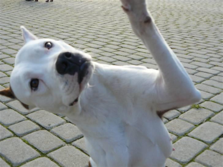 Amerikansk staffordshire terrier Fendi - Hej =) billede 7