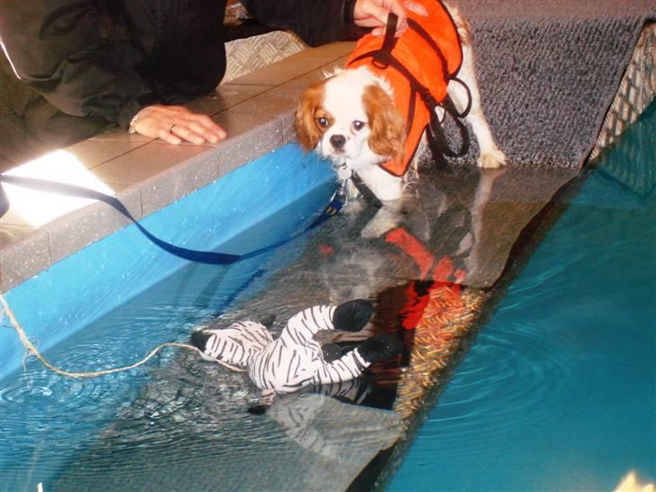 Cavalier king charles spaniel Fie - Go Fie<3 billede 20