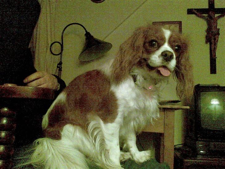 Cavalier king charles spaniel cocio billede 10