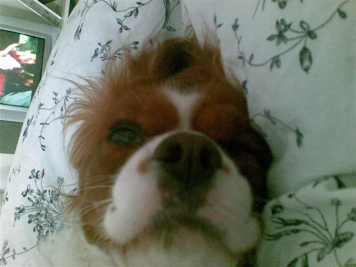 Cavalier king charles spaniel cocio billede 11