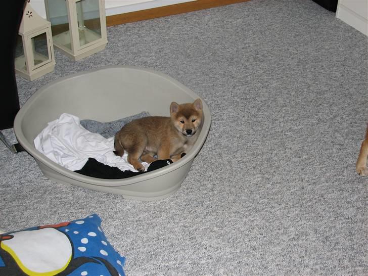 Shiba Yewki billede 1