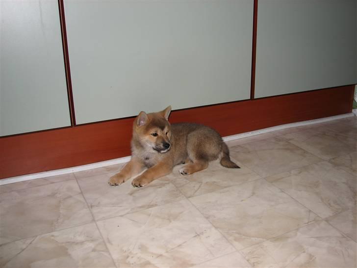 Shiba Yewki billede 2