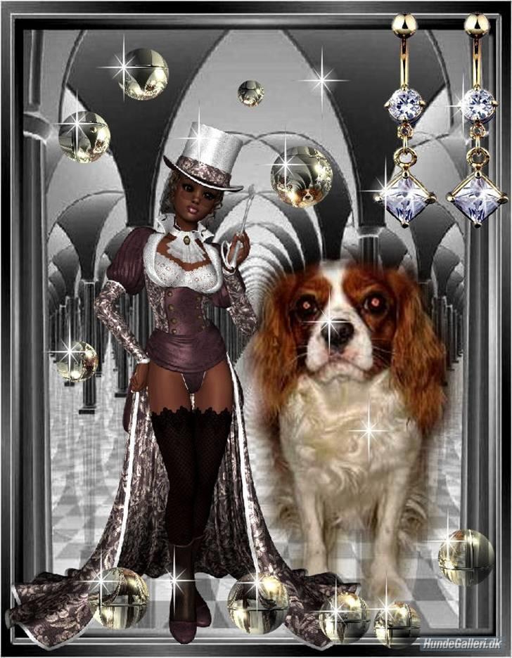 Cavalier king charles spaniel cocio - Tusind TAK til Marianne som har lavet billede!!! <33 billede 12