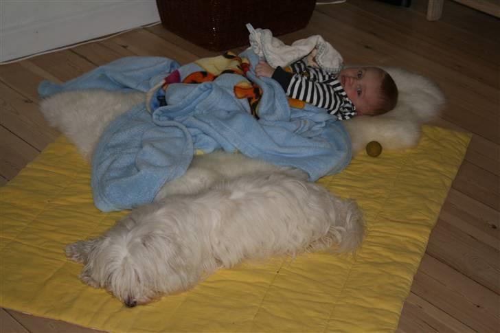 Bichon havanais Cadence billede 2