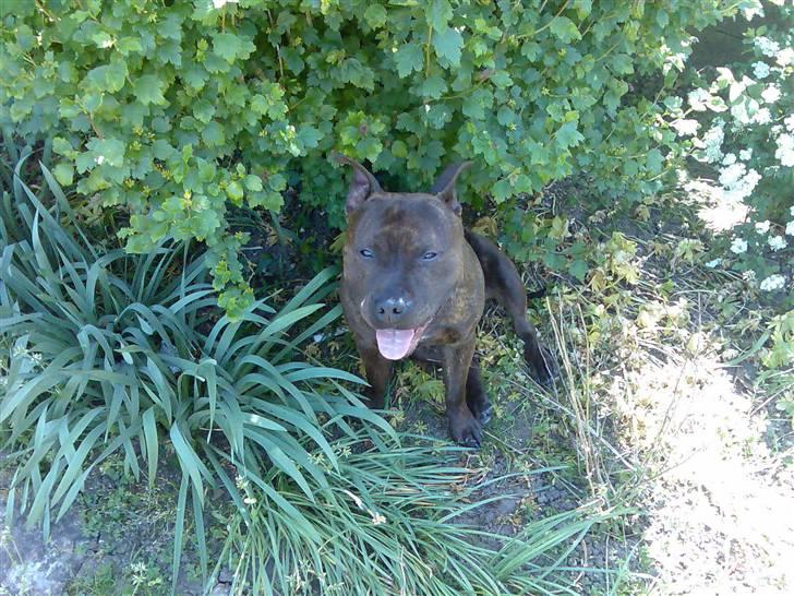Staffordshire bull terrier "Zezar"   billede 14