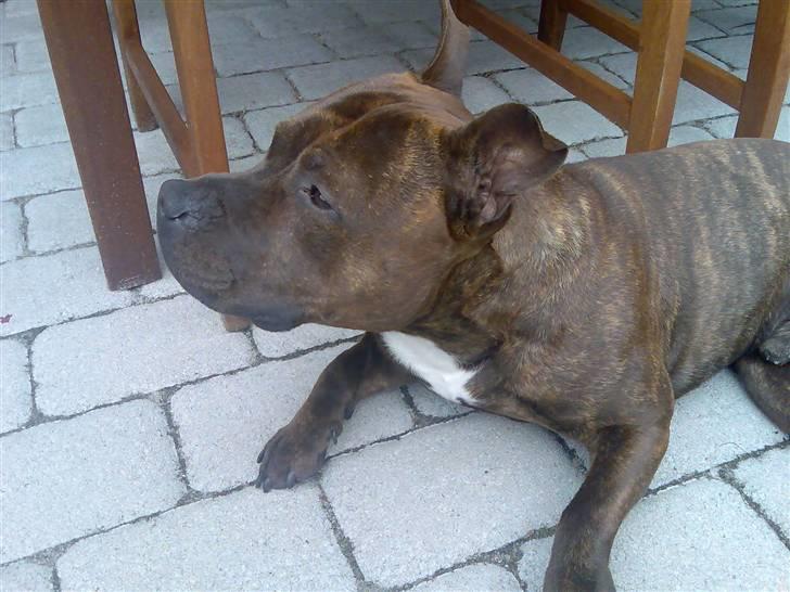 Staffordshire bull terrier "Zezar"   billede 15
