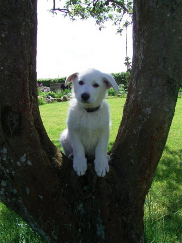 Hvid schæfer Alf - mit rigtige navn er Alfa Romeo The White Beauty,  billede 1