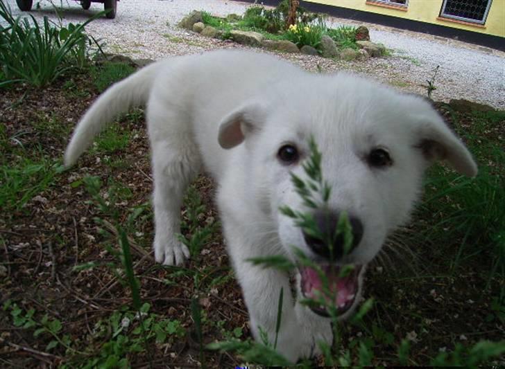 Hvid schæfer Alf - Første dag hos min nye familie,  billede 2