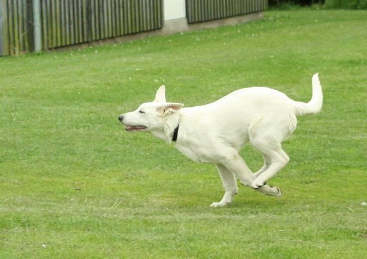 Hvid schæfer Alf - på træningspladsen billede 3