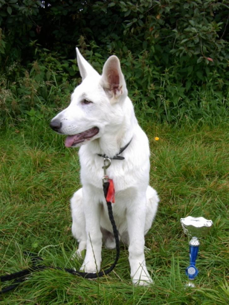 Hvid schæfer Alf billede 4