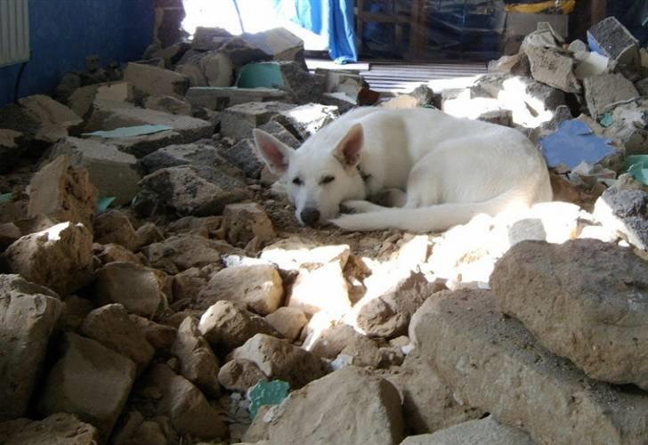 Hvid schæfer Alf - alf i ruinen af vores hjem, (det var altså ikke ham der jævnede den) billede 5