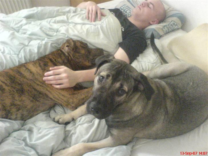 Dogo canario Cliff - Cliff Rigano billede 11