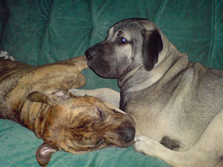 Dogo canario Cliff - Cliff Rigano billede 12