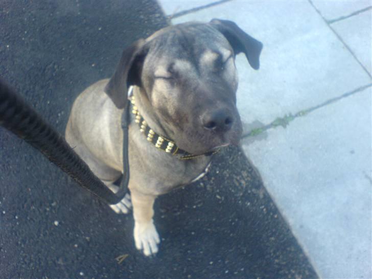 Dogo canario Cliff - Cliff Rigano billede 13