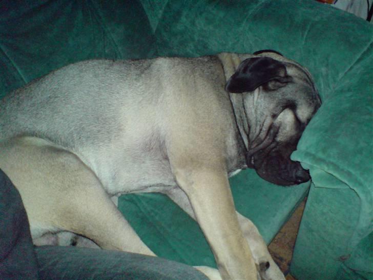 Dogo canario Cliff - Cliff Rigano billede 14