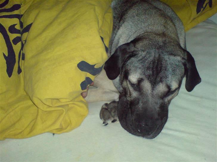 Dogo canario Cliff - Cliff Rigano billede 15