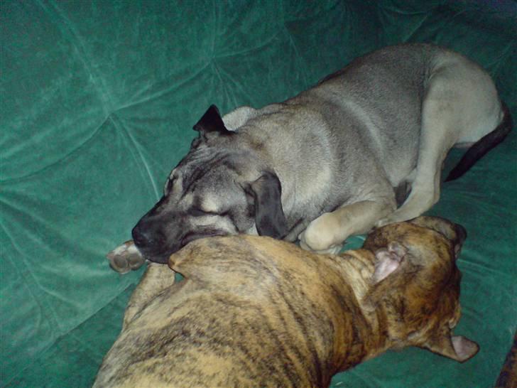 Dogo canario Cliff - Cliff Rigano billede 16