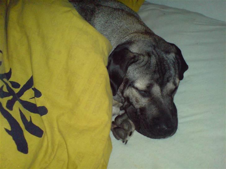 Dogo canario Cliff - Cliff Rigano billede 17