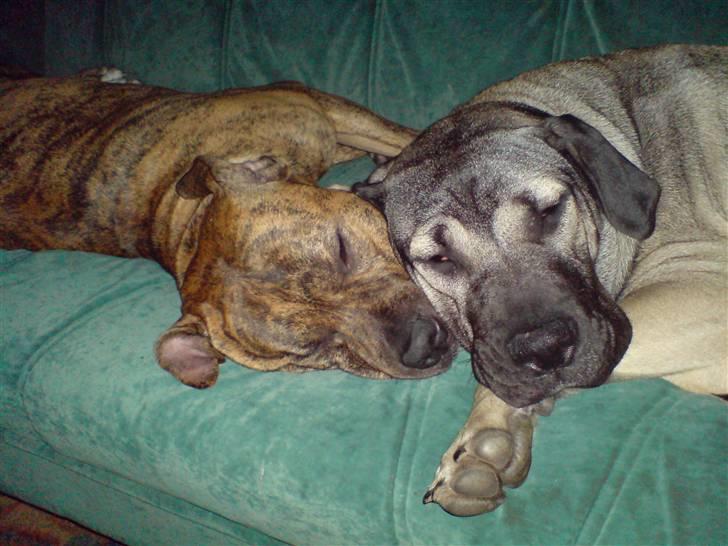 Dogo canario Cliff - Cliff Rigano billede 18