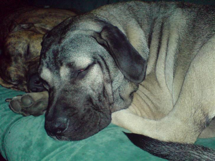 Dogo canario Cliff - Cliff Rigano billede 19