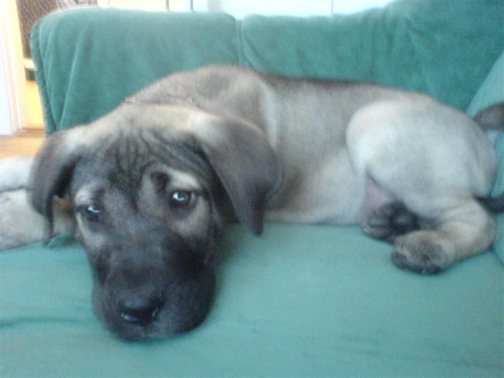 Dogo canario Cliff - Cliff Rigano billede 20