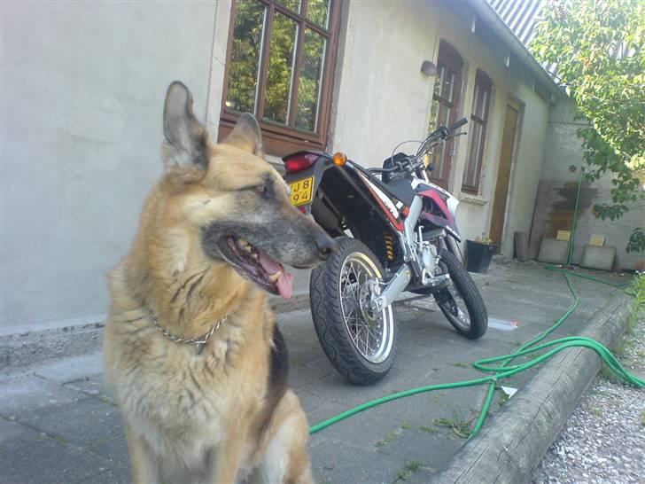 Schæferhund Nero *RIP* SAVNER DIG billede 10