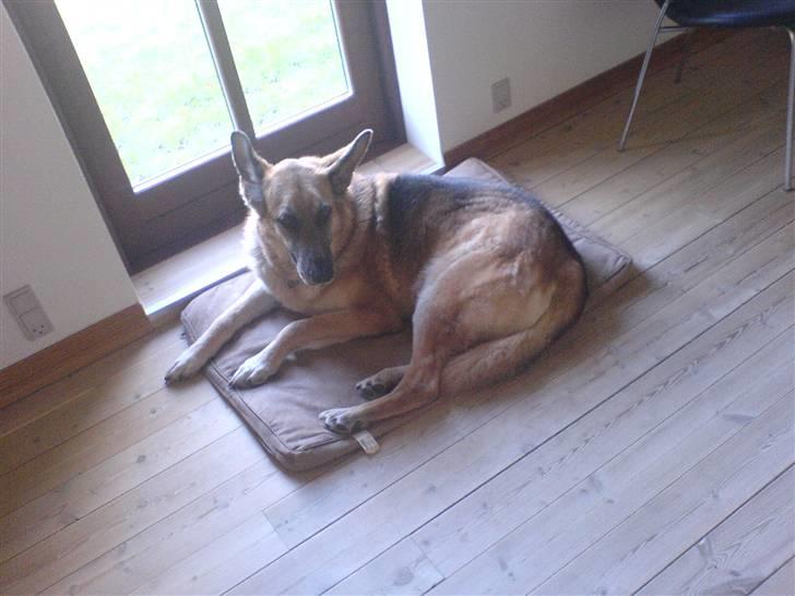 Schæferhund Nero *RIP* SAVNER DIG billede 11