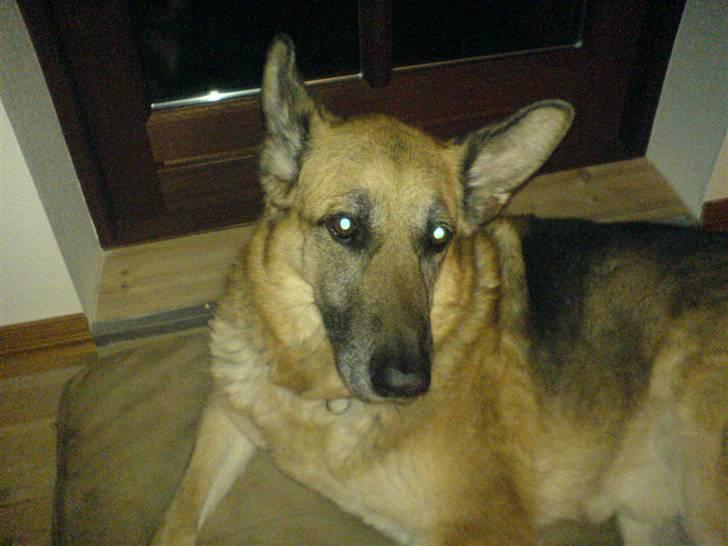 Schæferhund Nero *RIP* SAVNER DIG billede 12