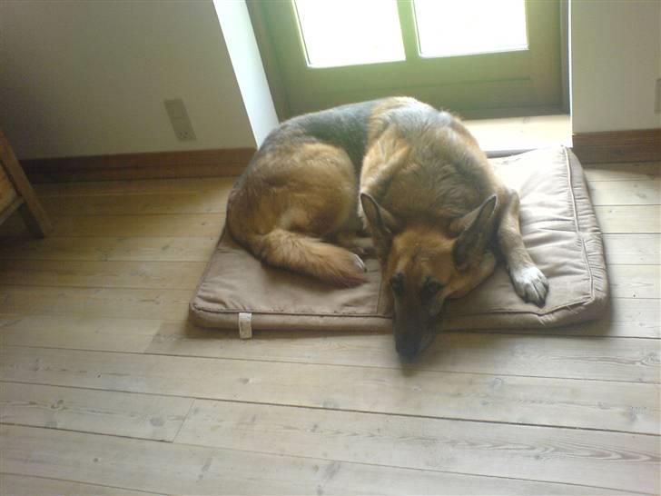 Schæferhund Nero *RIP* SAVNER DIG billede 13