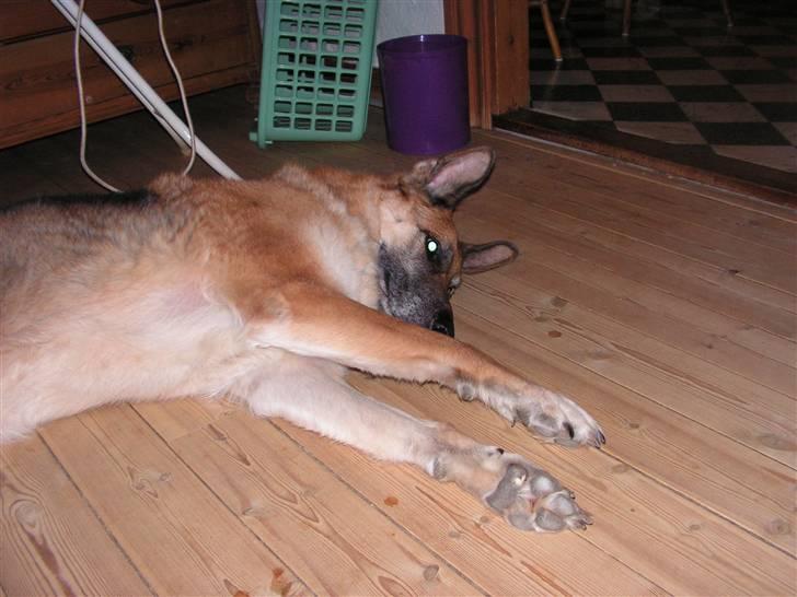 Schæferhund Nero *RIP* SAVNER DIG billede 14