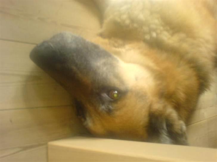 Schæferhund Nero *RIP* SAVNER DIG billede 15