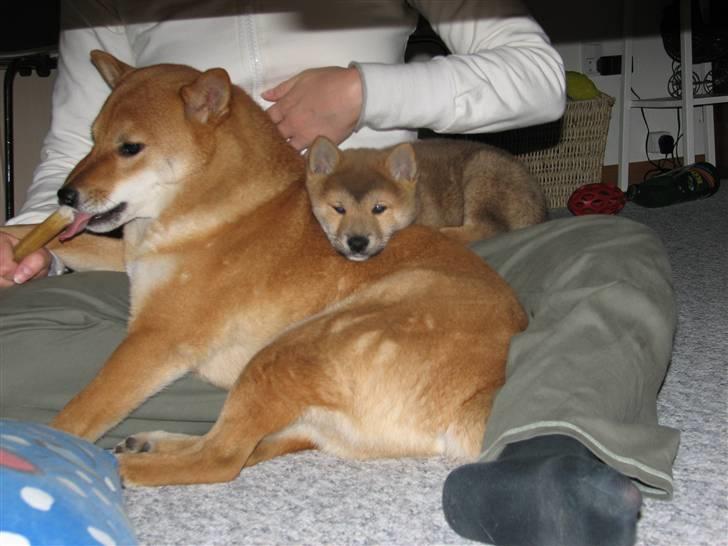 Shiba Yewki billede 3