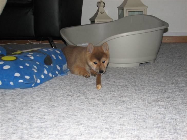 Shiba Yewki billede 4