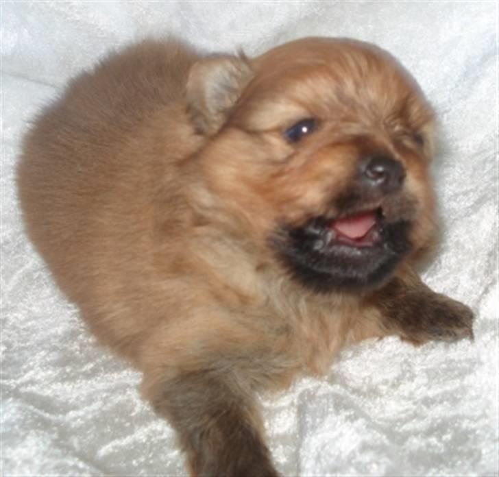 Pomeranian Kiko billede 1