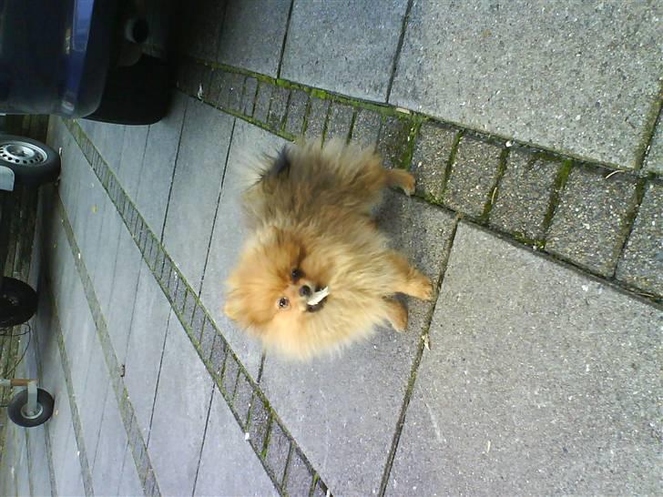 Pomeranian Kiko billede 2