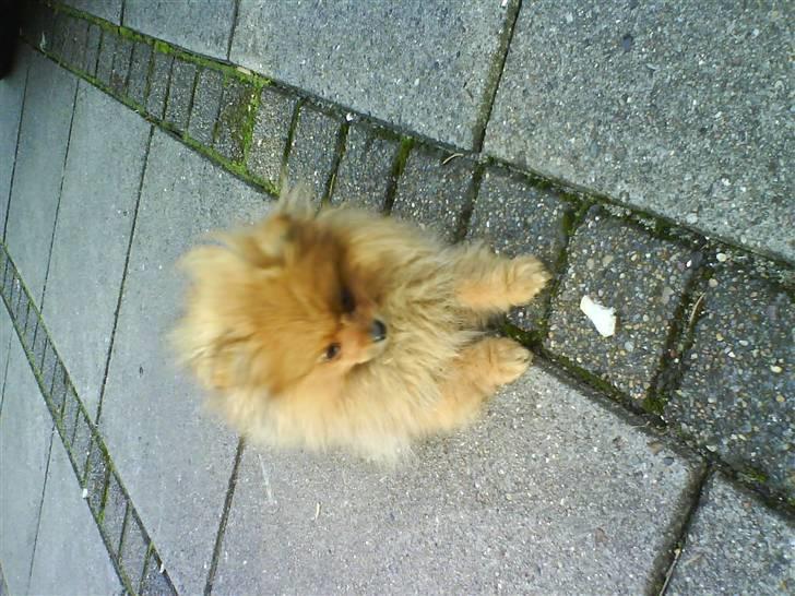 Pomeranian Kiko billede 3