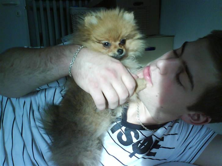 Pomeranian Kiko billede 4