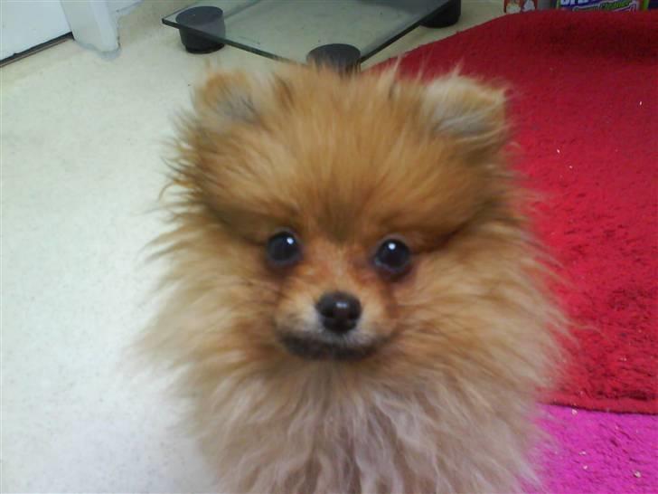 Pomeranian Kiko billede 5