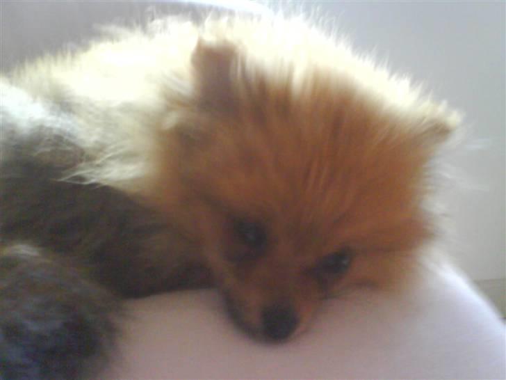 Pomeranian Kiko billede 6